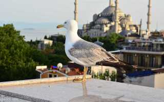 Стамбул в марте: весенняя сказка мегаполиса