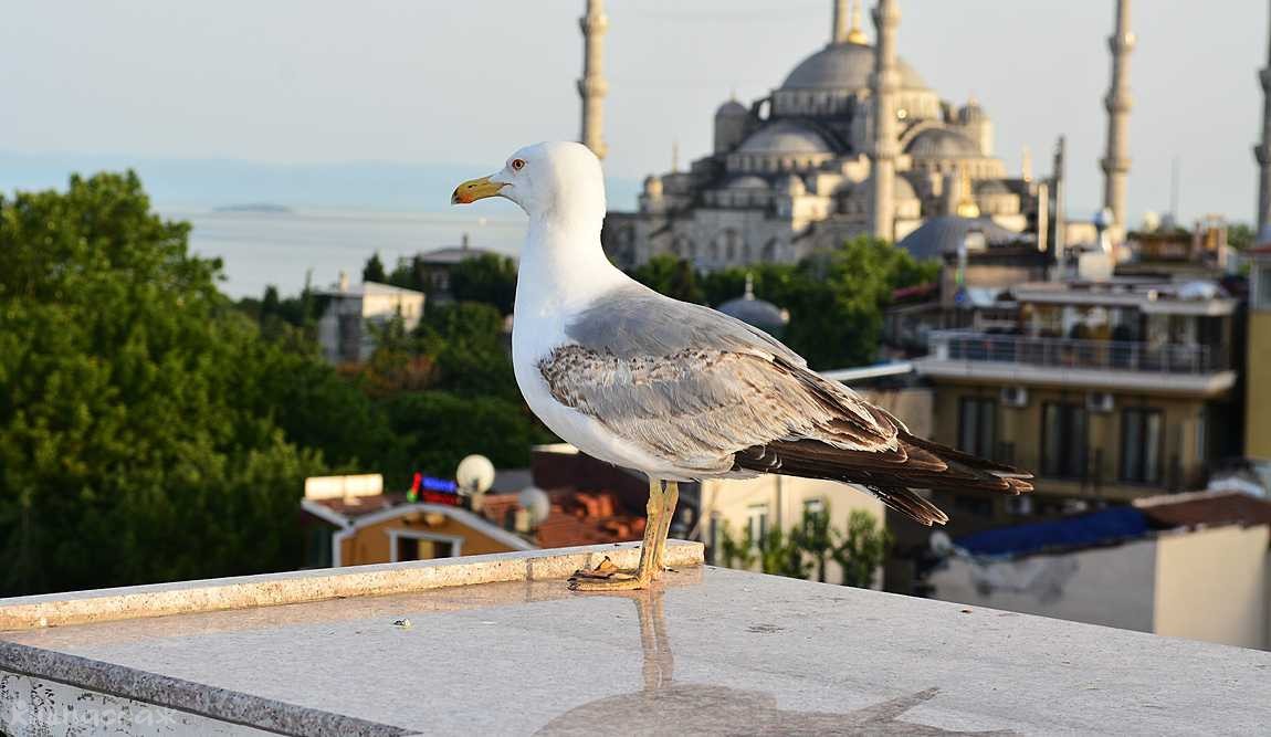 стамбул в марте: весенняя сказка мегаполиса