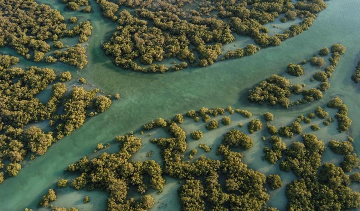 Экскурсионный отдых в Абу-Даби: Мангровый заповедник