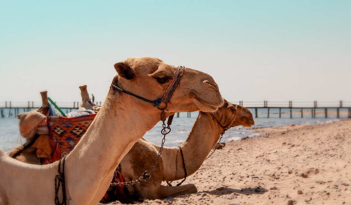 египет в марте: теплый прием и прохладное море фото 7