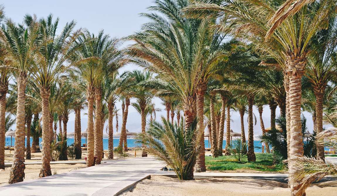 египет в октябре: вслед за перелетными птицами на юг фото 1