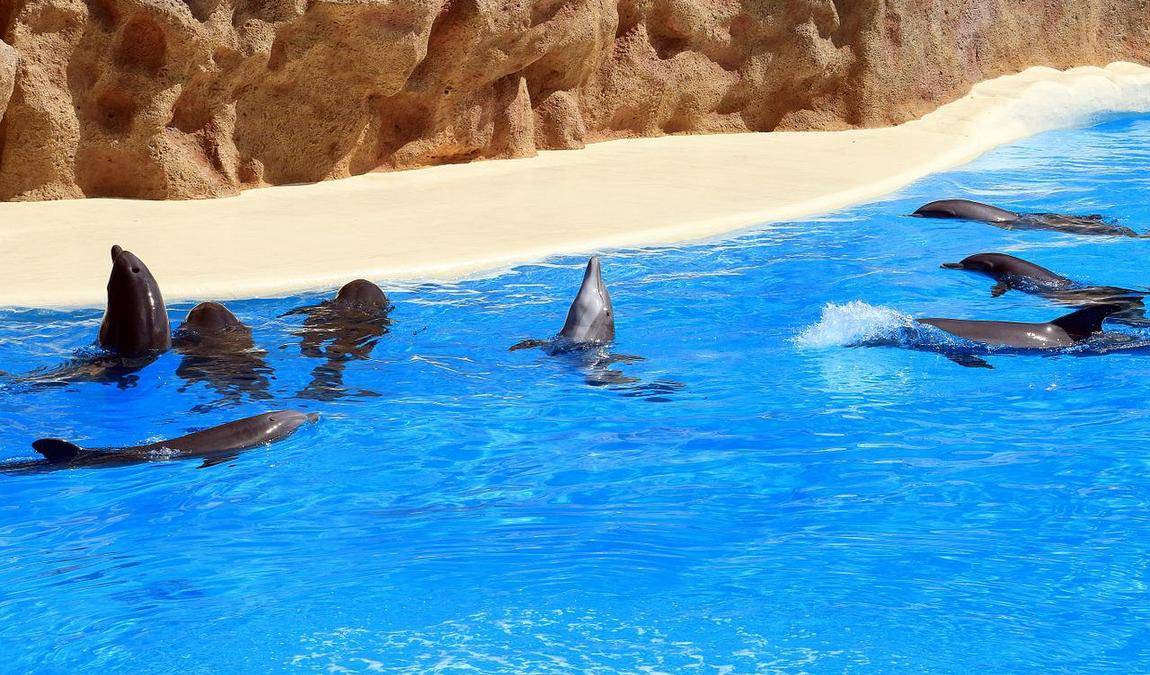 Отпуск с детьми на Тенерифе: путеводитель Кидпассаж